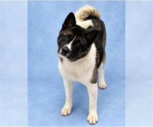 Akita Dogs for adoption in Westminster, MD, USA
