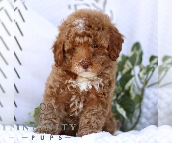 Medium Photo #4 Cavapoo (Miniature) Puppy For Sale in ELIZABETHTOWN, PA, USA