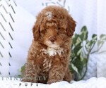 Small #3 Cavapoo (Miniature)