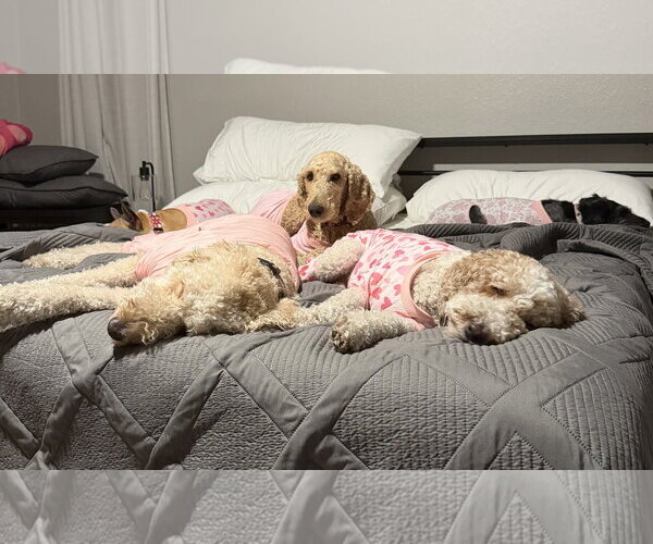 Medium Photo #3 Goldendoodle Puppy For Sale in Orlando, FL, USA