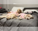 Small #2 Goldendoodle