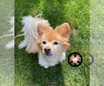 Small Pomeranian Mix
