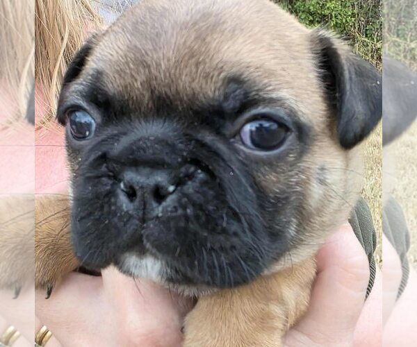 Medium Photo #1 Frenchie Pug Puppy For Sale in BANGS, TX, USA