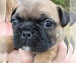 Puppy Bruno Frenchie Pug