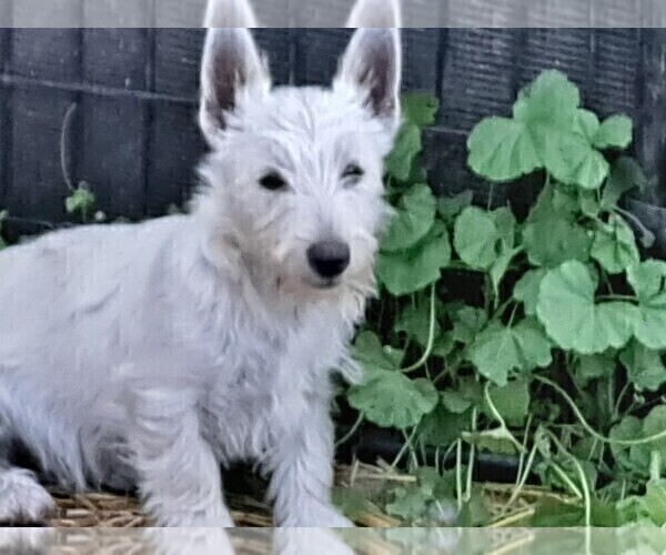 Medium Photo #4 West Highland White Terrier Puppy For Sale in WHITEWOOD, SD, USA