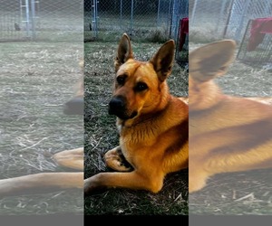 German Shepherd Dog Dogs for adoption in Kansas City, MO, USA