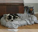 Small #1 American Pit Bull Terrier