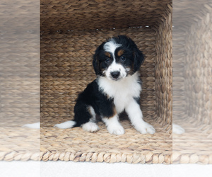 Aussiedoodle Miniature  Litter for sale in UNIONVILLE, IA, USA