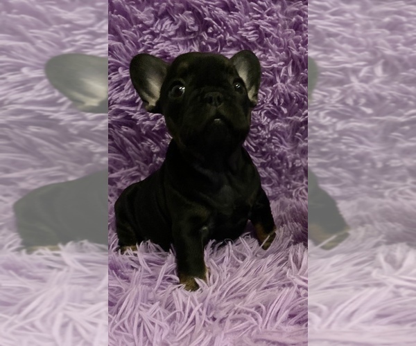 Medium Photo #8 French Bulldog Puppy For Sale in REDMOND, WA, USA