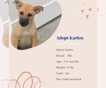 Small #8 Mutt