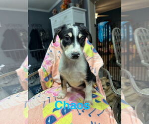 Australian Shepherd-Unknown Mix Dogs for adoption in Ball Ground, GA, USA