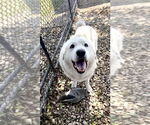 Small #1 Great Pyrenees