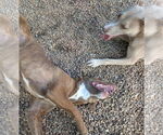 Small #3 Labrador Retriever Mix