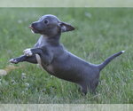 Small #5 Chihuahua