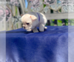 Small Photo #12 French Bulldog Puppy For Sale in SIOUX FALLS, SD, USA