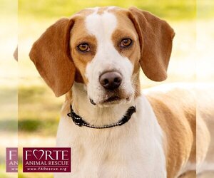 Beagle Dogs for adoption in Marina del Rey, CA, USA
