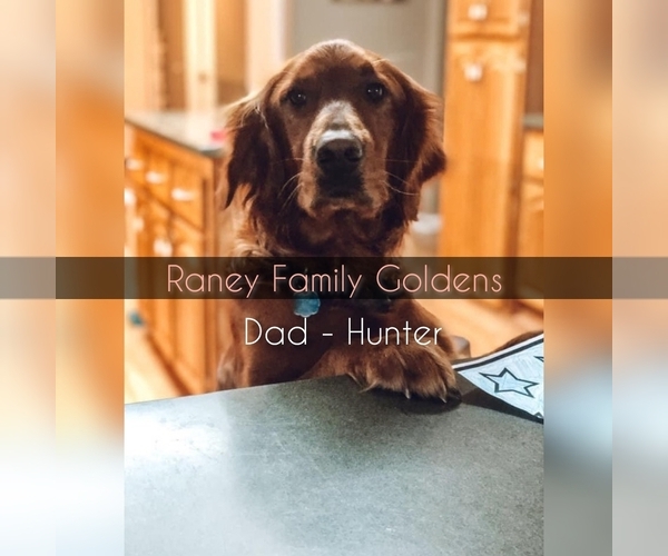 Medium Photo #1 Golden Retriever Puppy For Sale in LABADIE, MO, USA