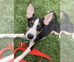 Small #1 Jack Russell Terrier Mix