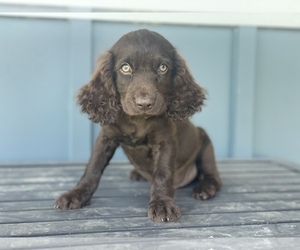Boykin Spaniel Puppy for sale in LAUREL, MS, USA