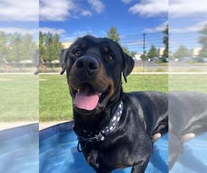 Rottweiler-Unknown Mix Dogs for adoption in Elk Grove, CA, USA
