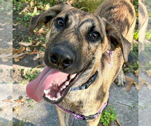 Labrador Retriever-Unknown Mix Dogs for adoption in Jefferson, WI, USA