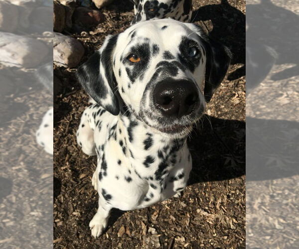 Medium Photo #2 Dalmatian Puppy For Sale in Minneapolis, MN, USA