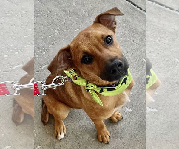 Medium Photo #4 Mountain Cur-Unknown Mix Puppy For Sale in Mount Laurel, NJ, USA