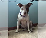 Small #5 American Pit Bull Terrier Mix