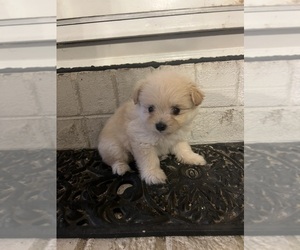 Pomeranian Puppy for sale in GREENVILLE, NC, USA