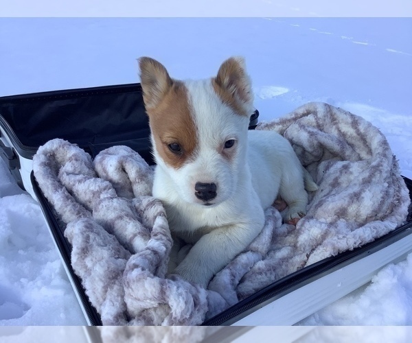 Medium Photo #3 Miniature Australian Shepherd Puppy For Sale in HILLSBORO, WI, USA