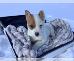 Small Photo #3 Miniature Australian Shepherd Puppy For Sale in HILLSBORO, WI, USA