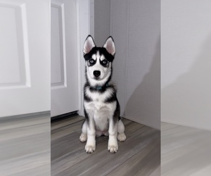 Siberian Husky Puppy for sale in PATASKALA, OH, USA