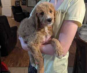 Goldendoodle Puppy for sale in RAEFORD, NC, USA