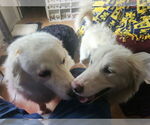 Small #6 Great Pyrenees