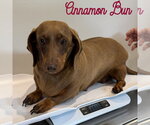 Small #7 Dachshund