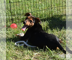Small Photo #7 Labrador Retriever-Unknown Mix Puppy For Sale in Washington, DC, USA