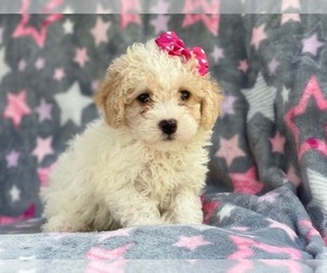 Bichpoo Puppy for sale in LAKELAND, FL, USA
