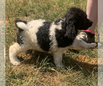 Small Photo #13 Poodle (Standard) Puppy For Sale in VENETA, OR, USA
