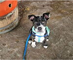 Small Photo #12 American Pit Bull Terrier-American Staffordshire Terrier Mix Puppy For Sale in Chester, VA, USA
