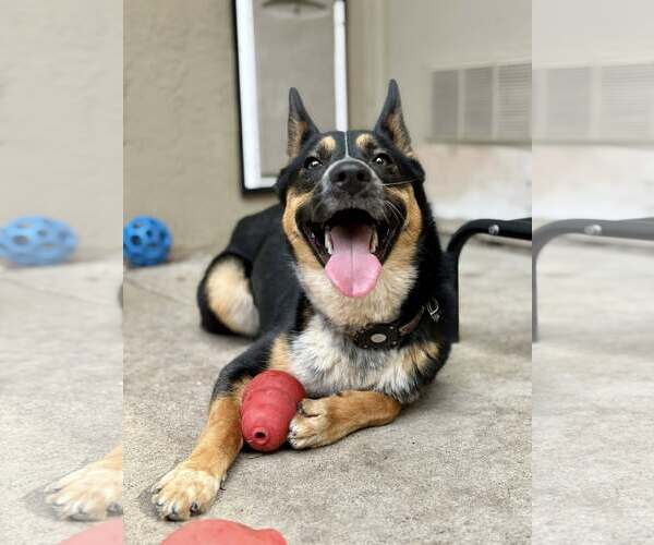 Medium Photo #3 Mutt Puppy For Sale in Paso Robles, CA, USA