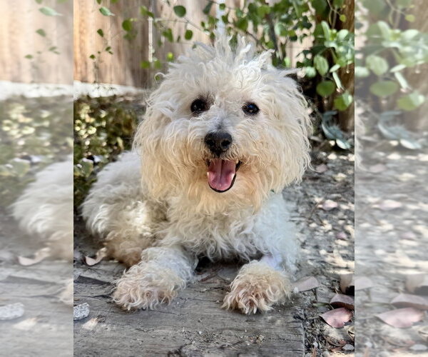 Medium Photo #1 Bichon Frise Puppy For Sale in Marina Del Rey, CA, USA