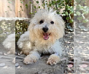 Bichon Frise Dogs for adoption in Marina Del Rey, CA, USA