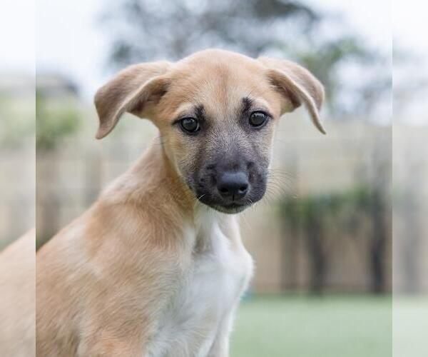 Medium Photo #4 Boxer-Unknown Mix Puppy For Sale in San Diego, CA, USA