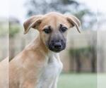Small #3 Boxer Mix