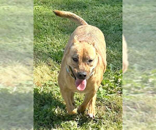 Medium Photo #8 Carolina Dog-Unknown Mix Puppy For Sale in Mount Airy, NC, USA