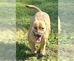 Small #7 Carolina Dog Mix