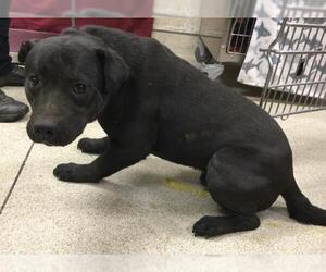 Mutt Dogs for adoption in Riverside, CA, USA