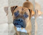 Small Photo #2 Boxer Puppy For Sale in Austin, TX, USA