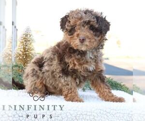 Poodle (Miniature) Puppy for sale in NARVON, PA, USA