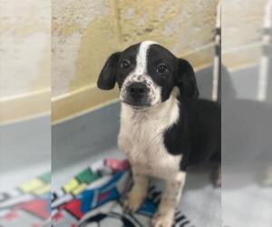American Pit Bull Terrier-Unknown Mix Dogs for adoption in Tulsa, OK, USA